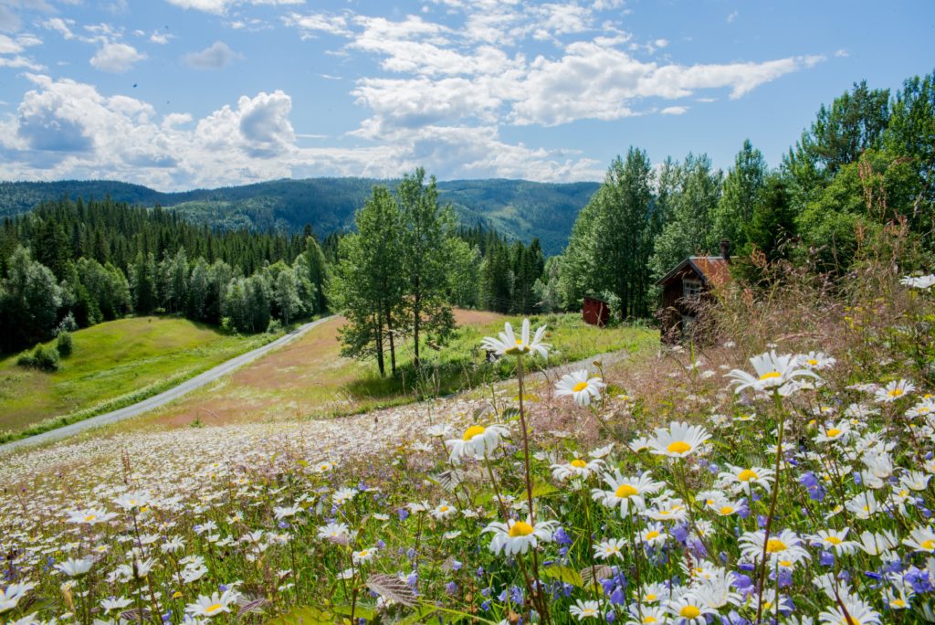 Blomstereng med utsikt over nedre del av gården og fjellene i horisonten